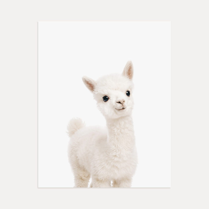 Baby Alpaca