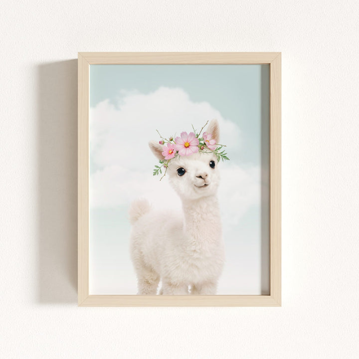 Baby Alpaca