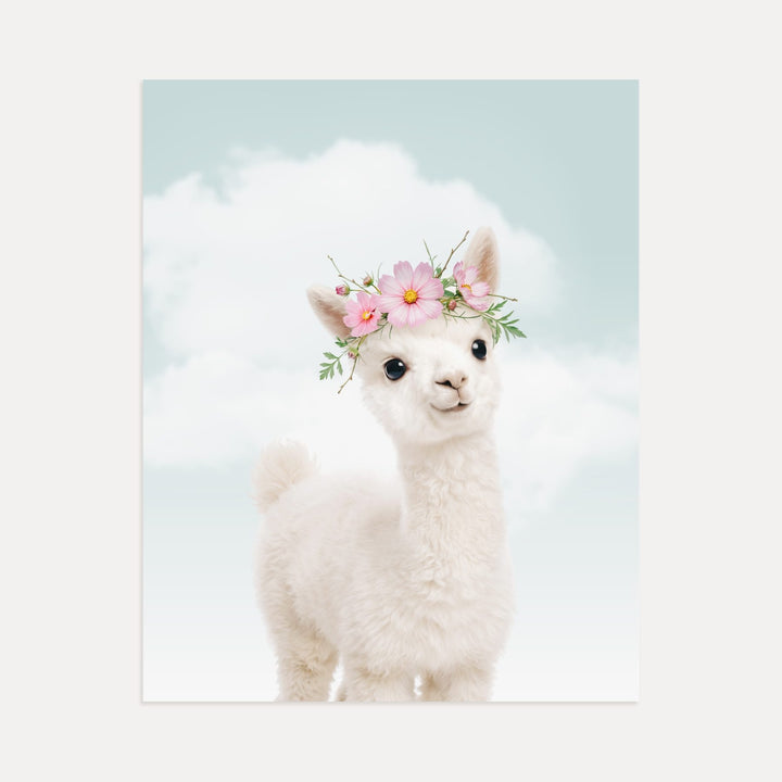 Baby Alpaca