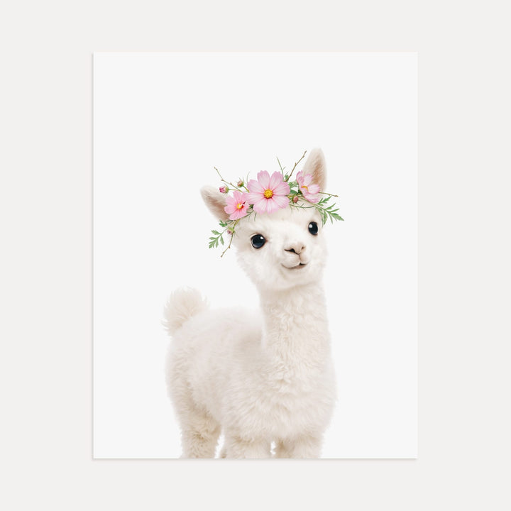 Baby Alpaca