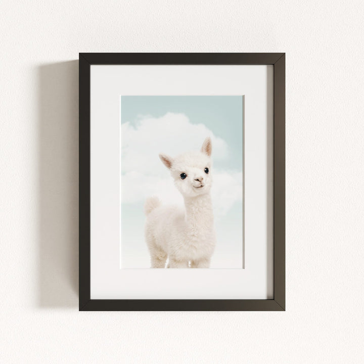 Baby Alpaca