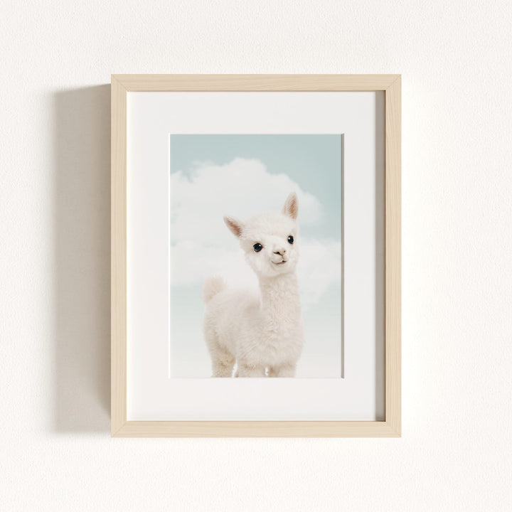Baby Alpaca