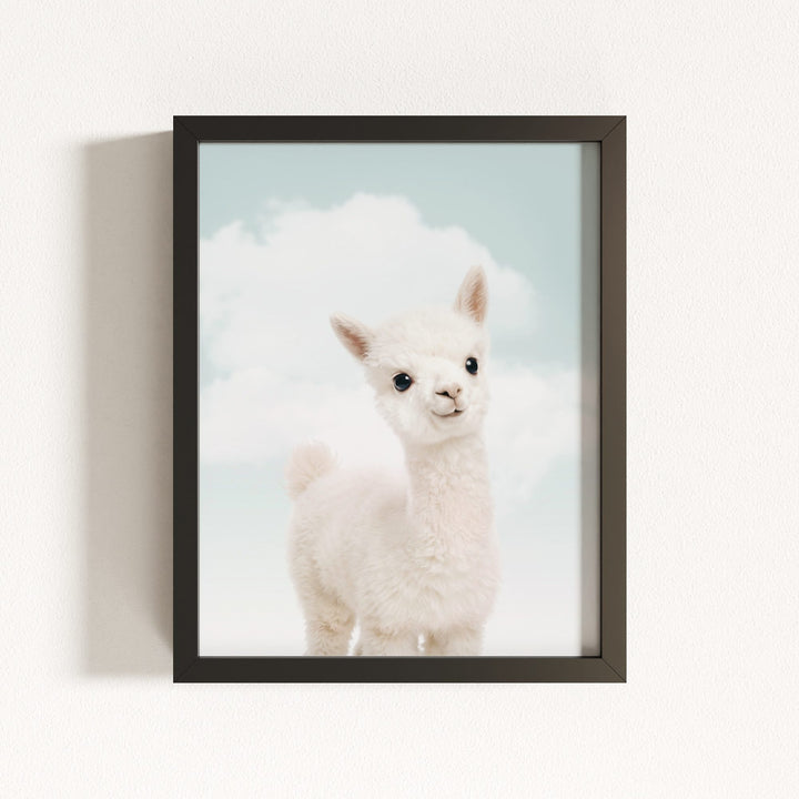 Baby Alpaca