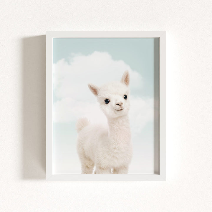 Baby Alpaca