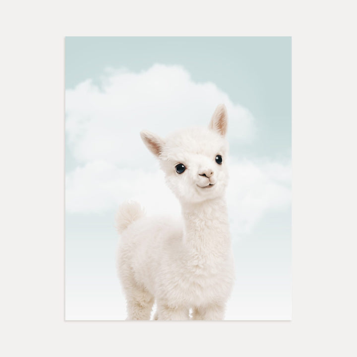 Baby Alpaca
