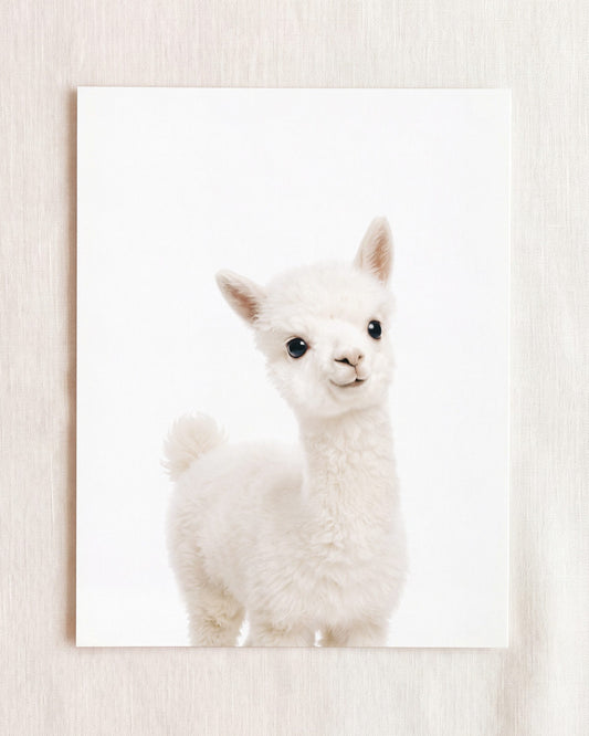 Baby Alpaca