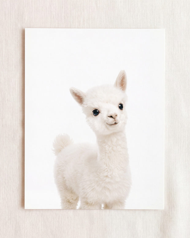 Baby Alpaca