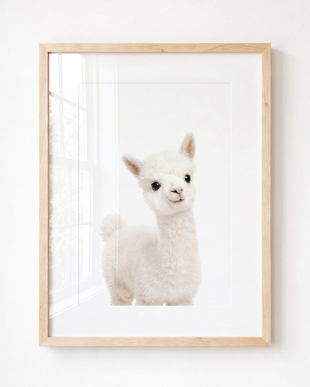 Baby Alpaca