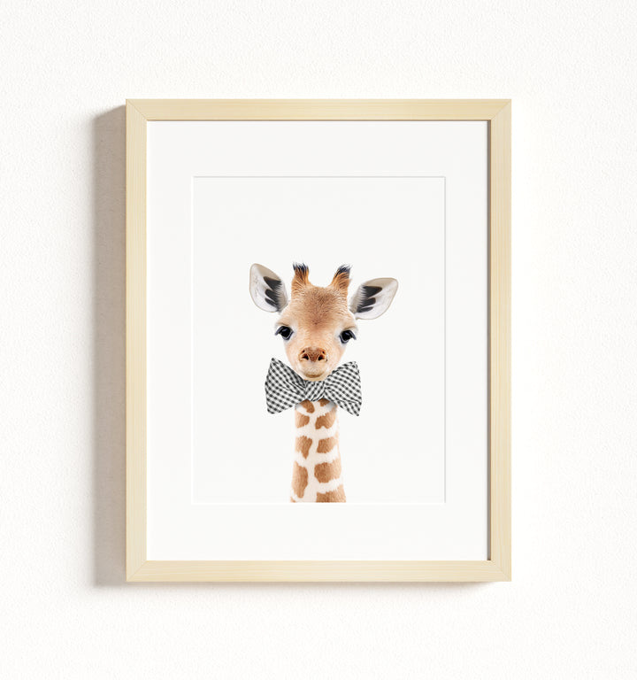 Baby Giraffe