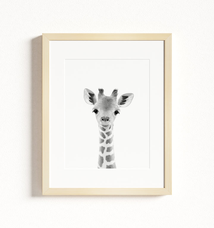 Baby Giraffe