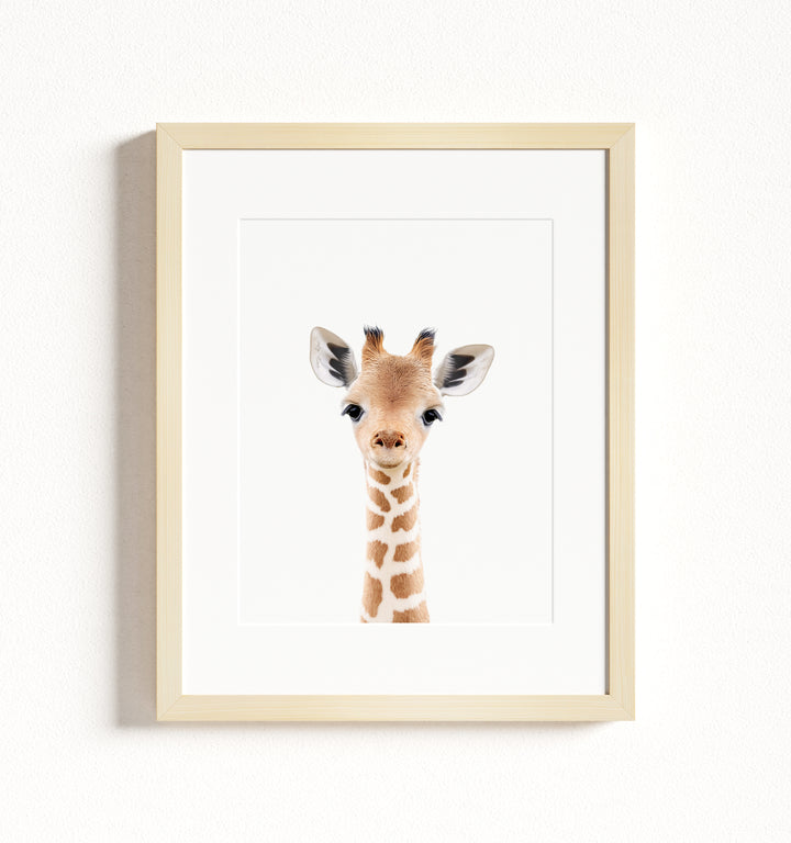 Baby Giraffe