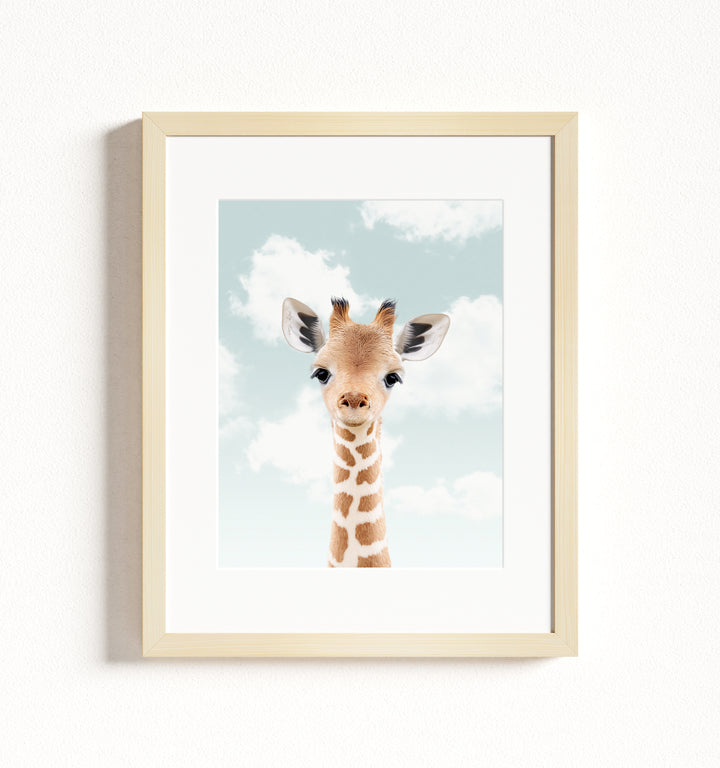 Baby Giraffe