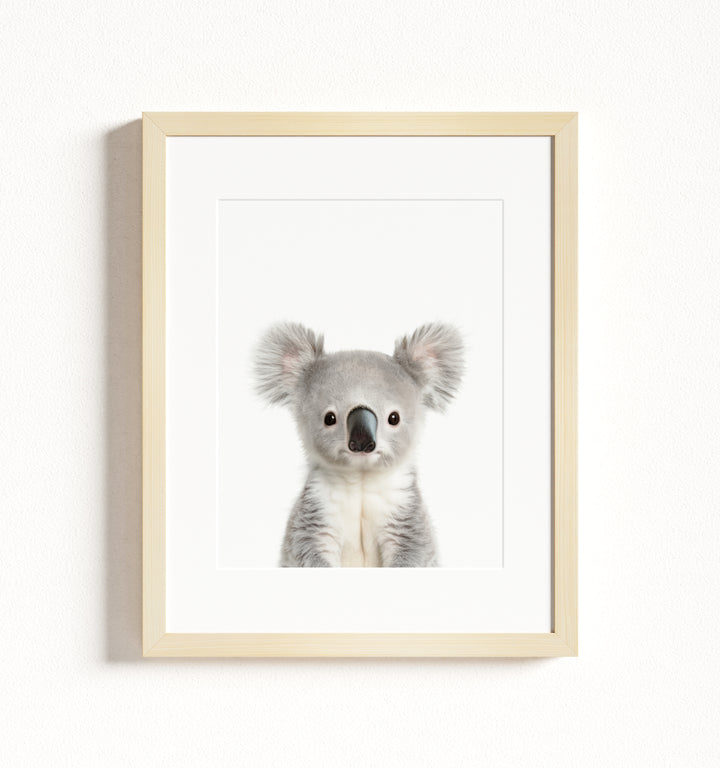 Baby Koala