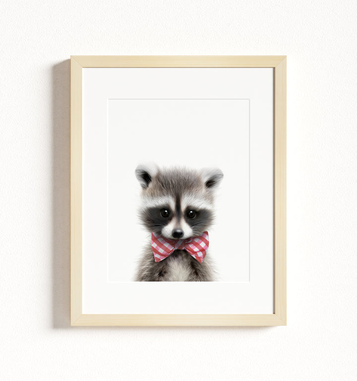 Baby Raccoon