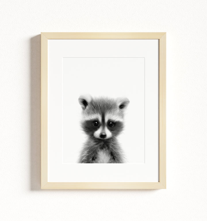 Baby Raccoon