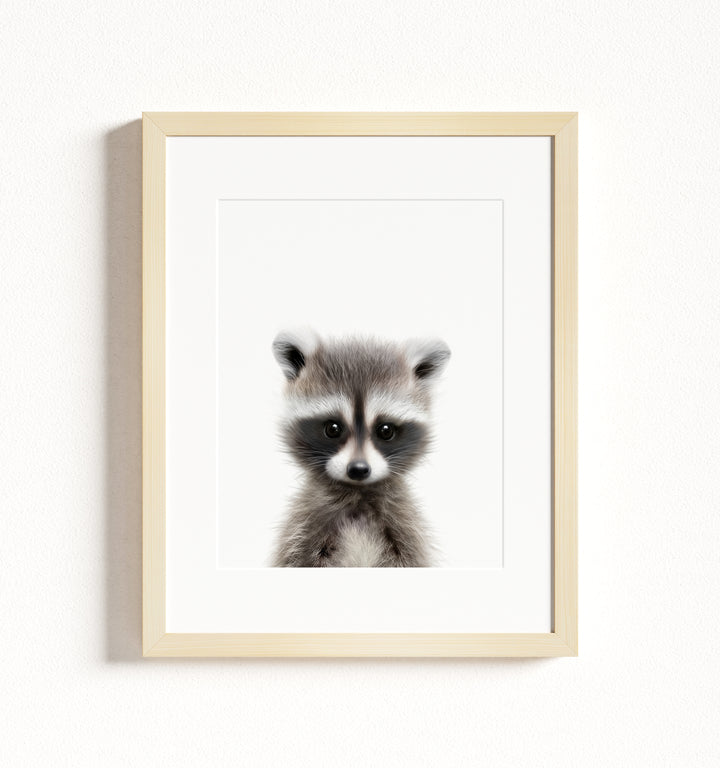 Baby Raccoon