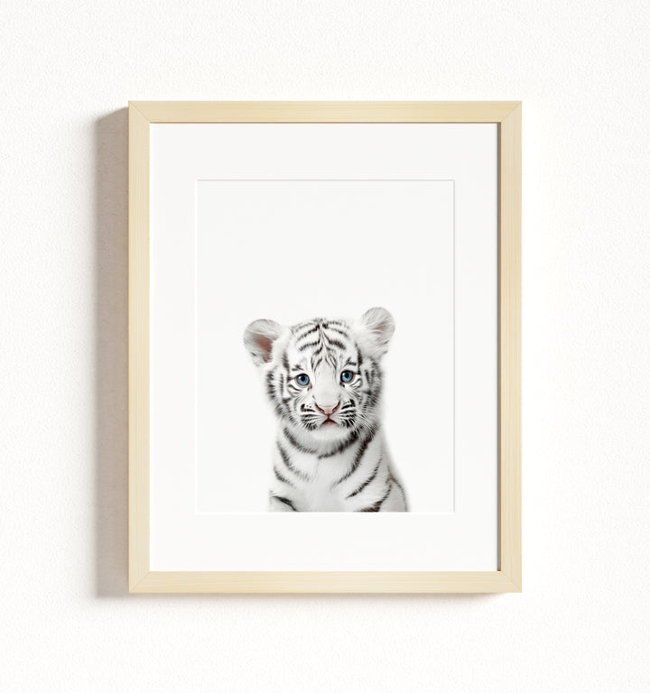 Baby White Tiger