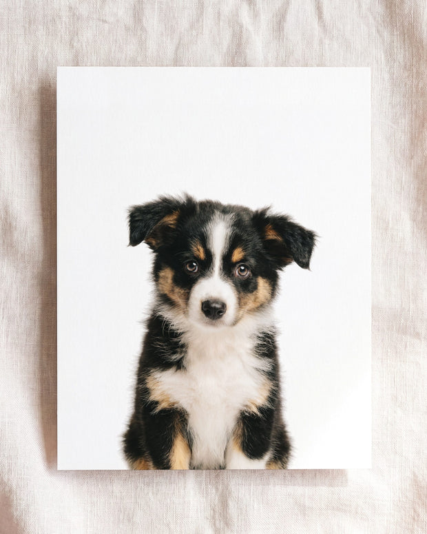 Baby Australian Shepherd Puppy