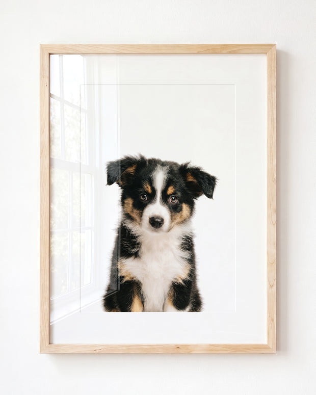Baby Australian Shepherd Puppy