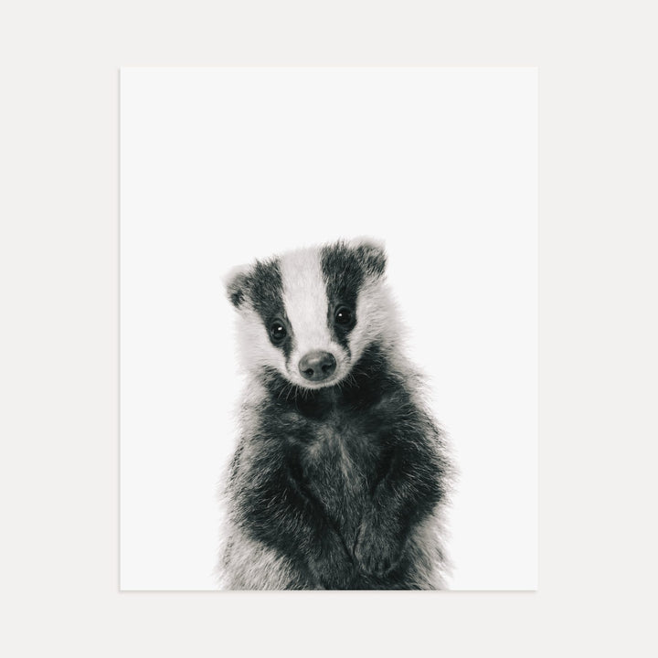 Baby Badger