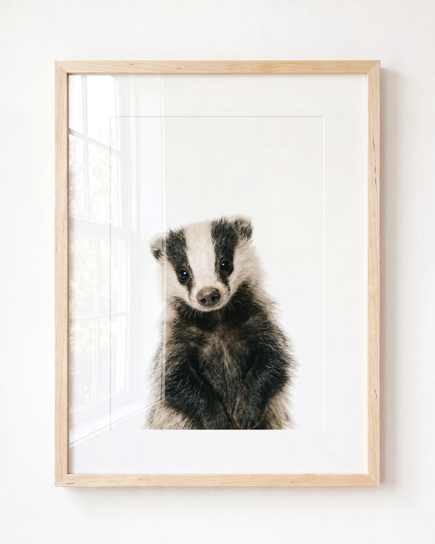 Baby Badger