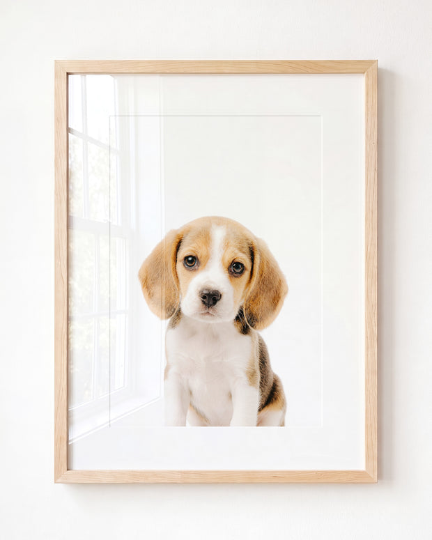 Baby Beagle Puppy