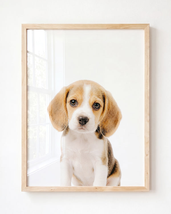 Baby Beagle Puppy — Framed