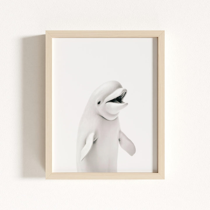Baby Beluga Whale