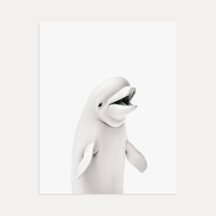 Baby Beluga Whale