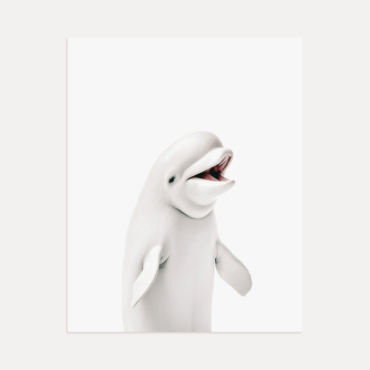 Baby Beluga Whale