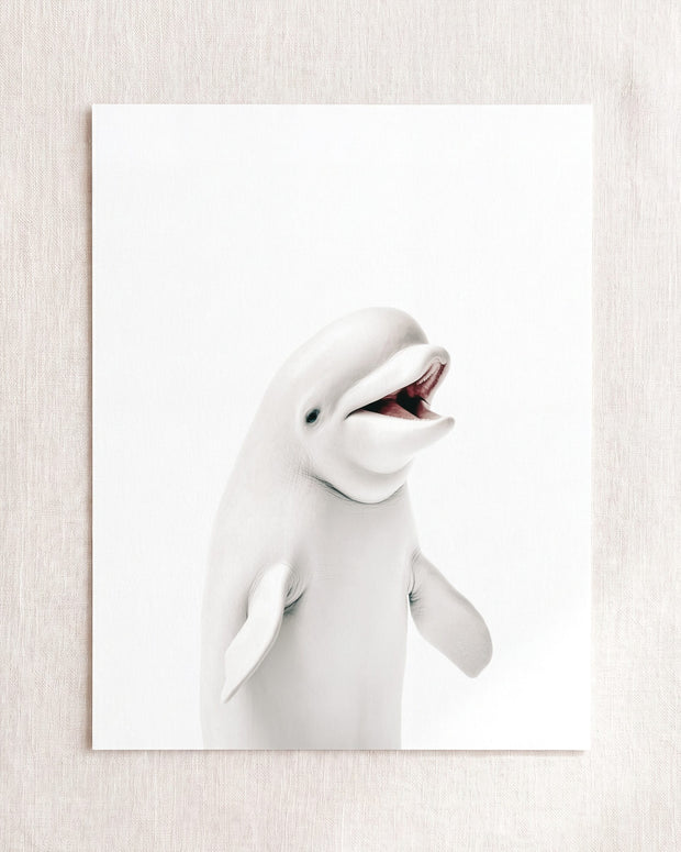 Baby Beluga Whale