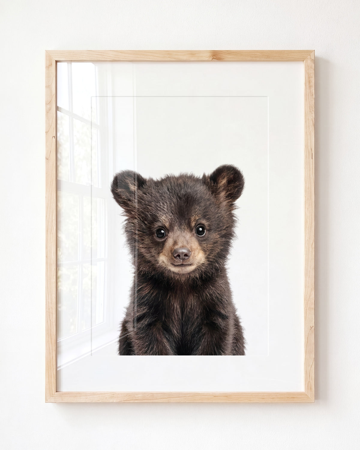 Baby Black Bear