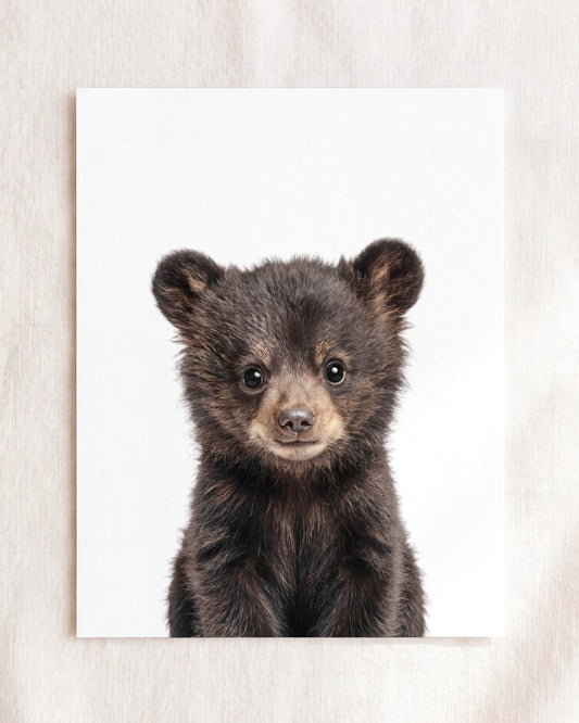 Baby Black Bear