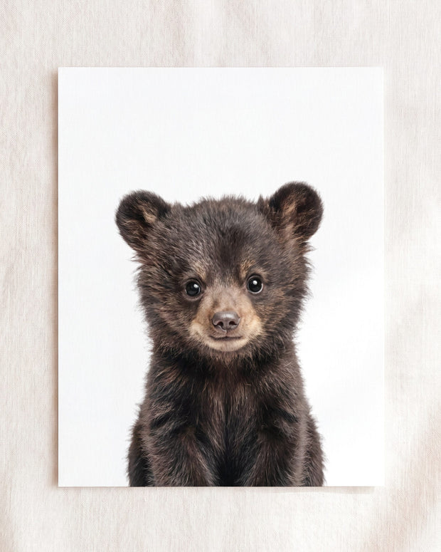Baby Black Bear