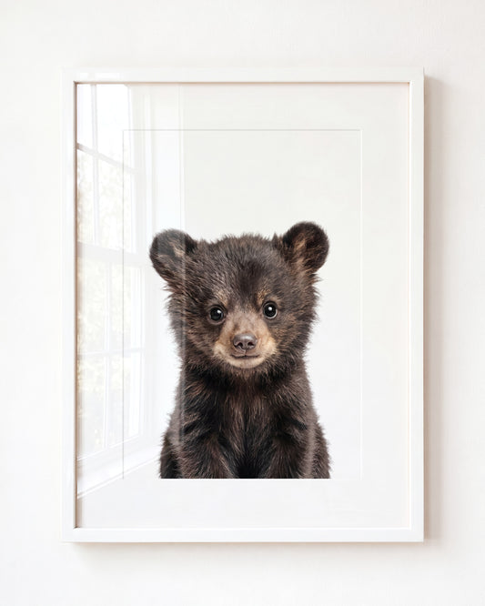 Baby Black Bear — Framed