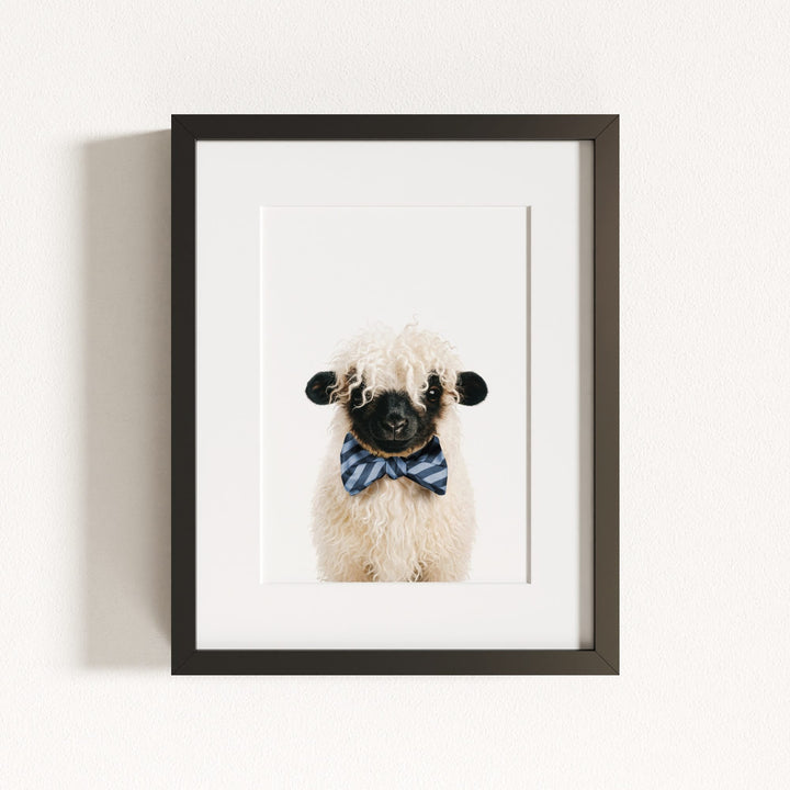 Baby Blacknose Sheep