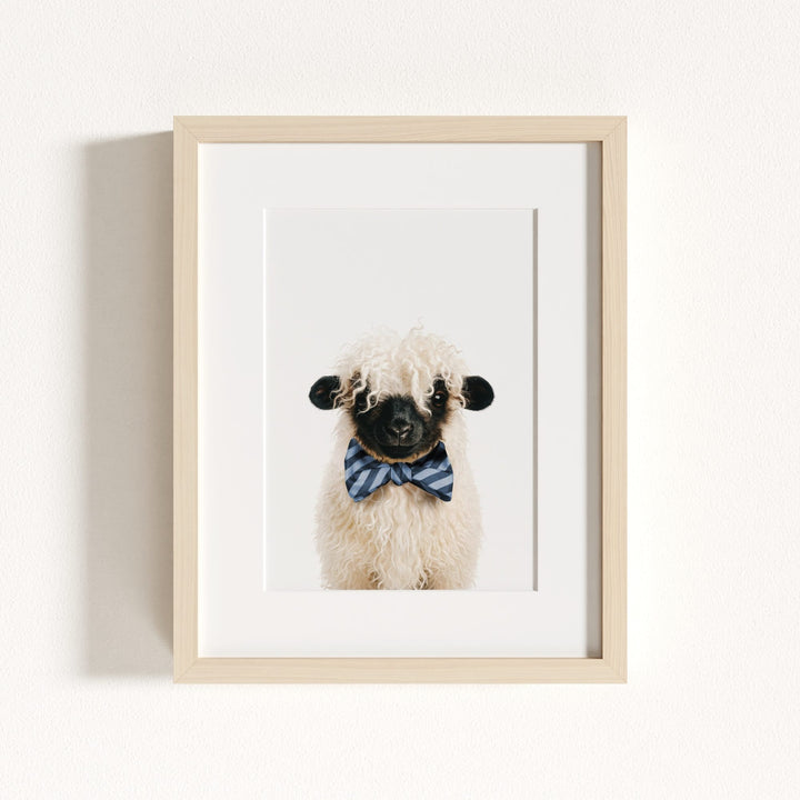 Baby Blacknose Sheep