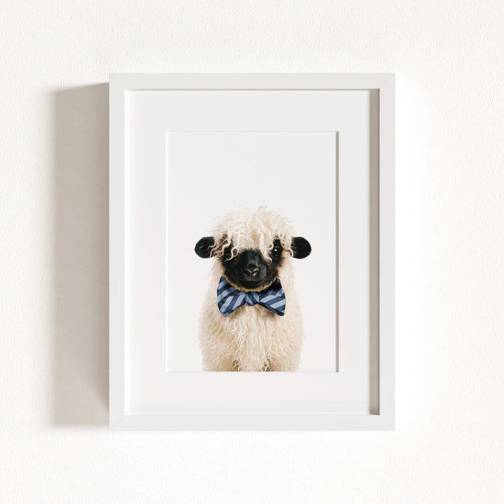 Baby Blacknose Sheep