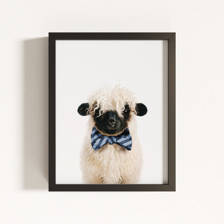 Baby Blacknose Sheep