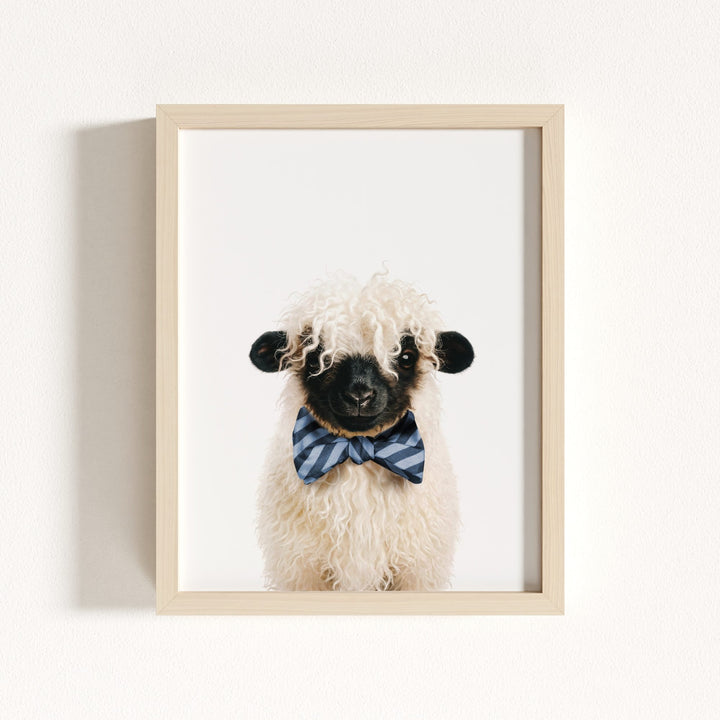 Baby Blacknose Sheep