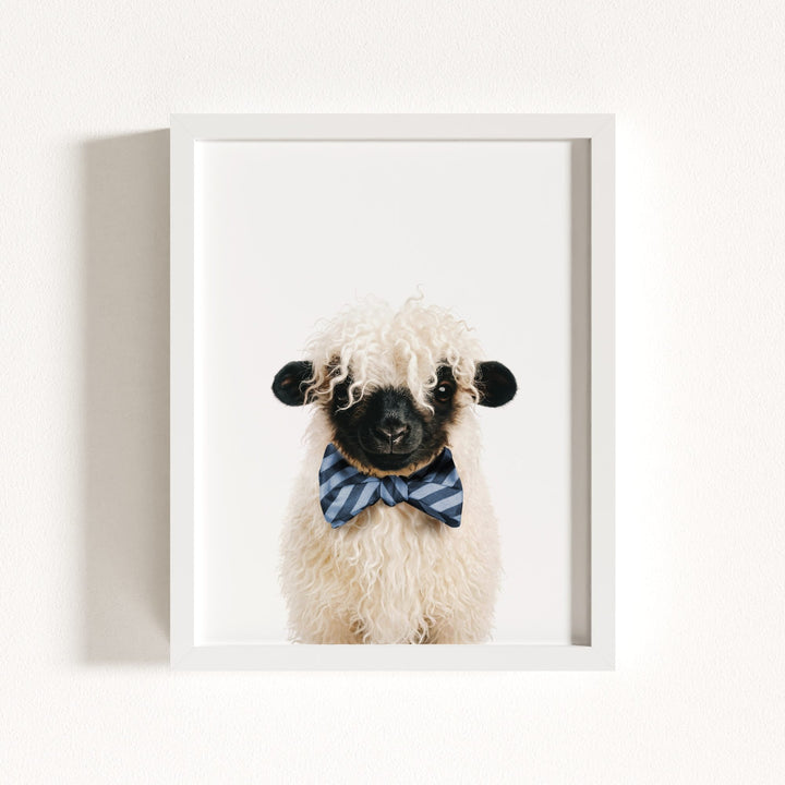 Baby Blacknose Sheep