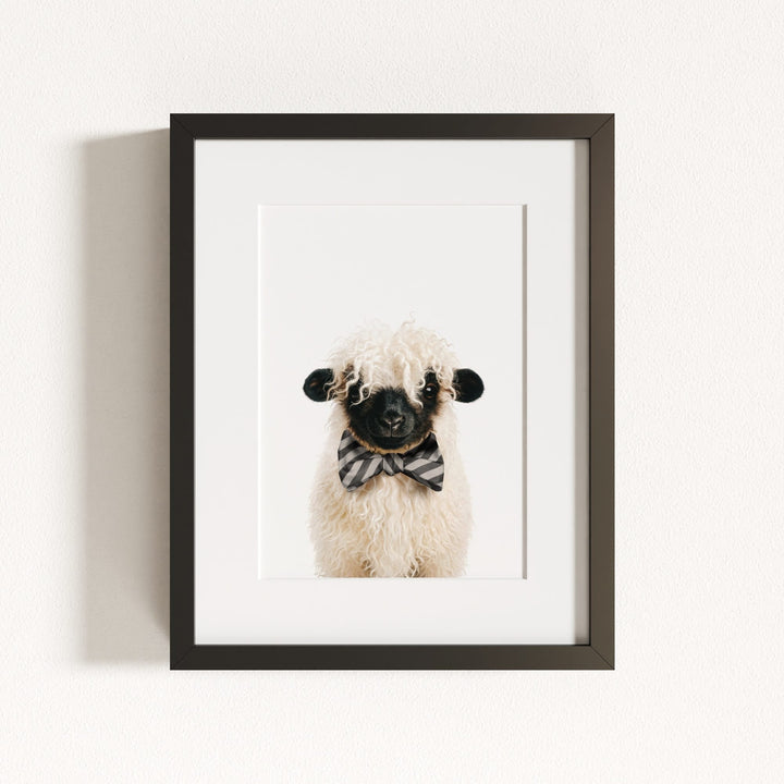 Baby Blacknose Sheep