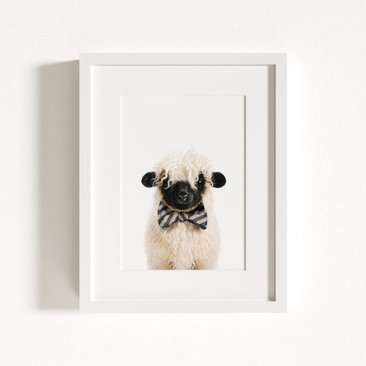 Baby Blacknose Sheep