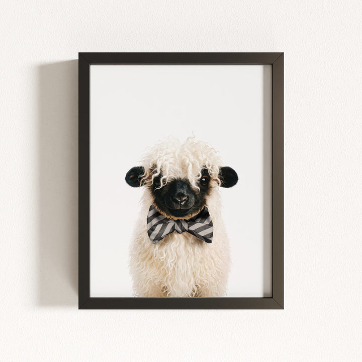 Baby Blacknose Sheep