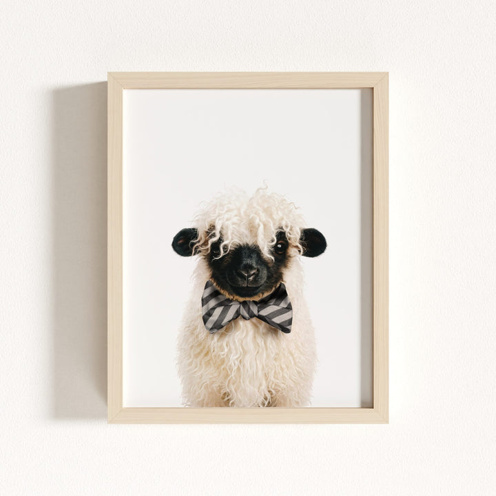 Baby Blacknose Sheep