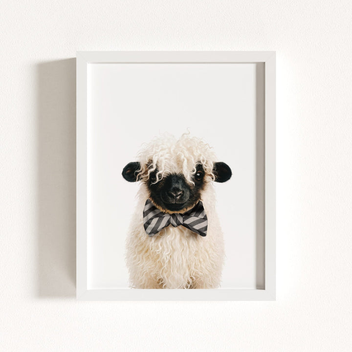 Baby Blacknose Sheep