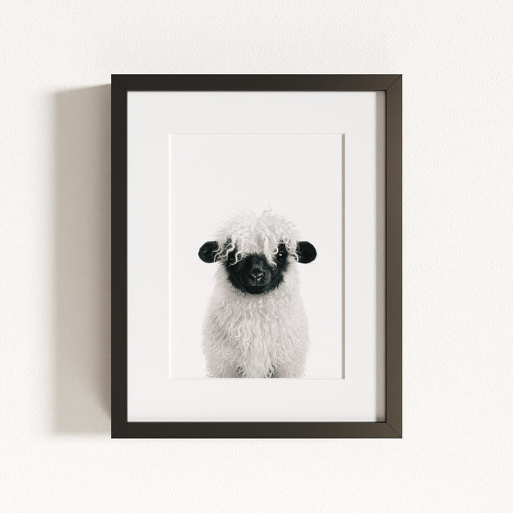 Baby Blacknose Sheep