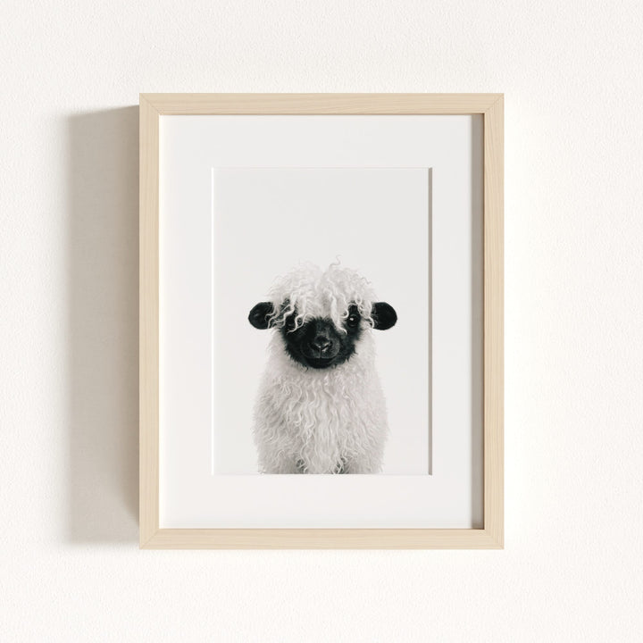 Baby Blacknose Sheep