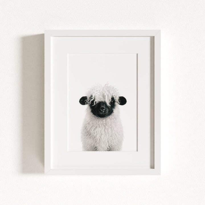 Baby Blacknose Sheep