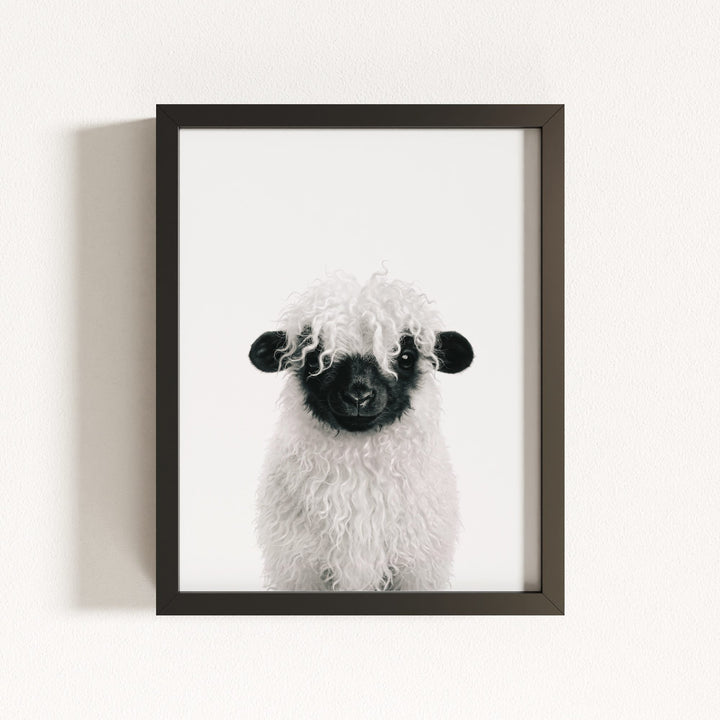 Baby Blacknose Sheep